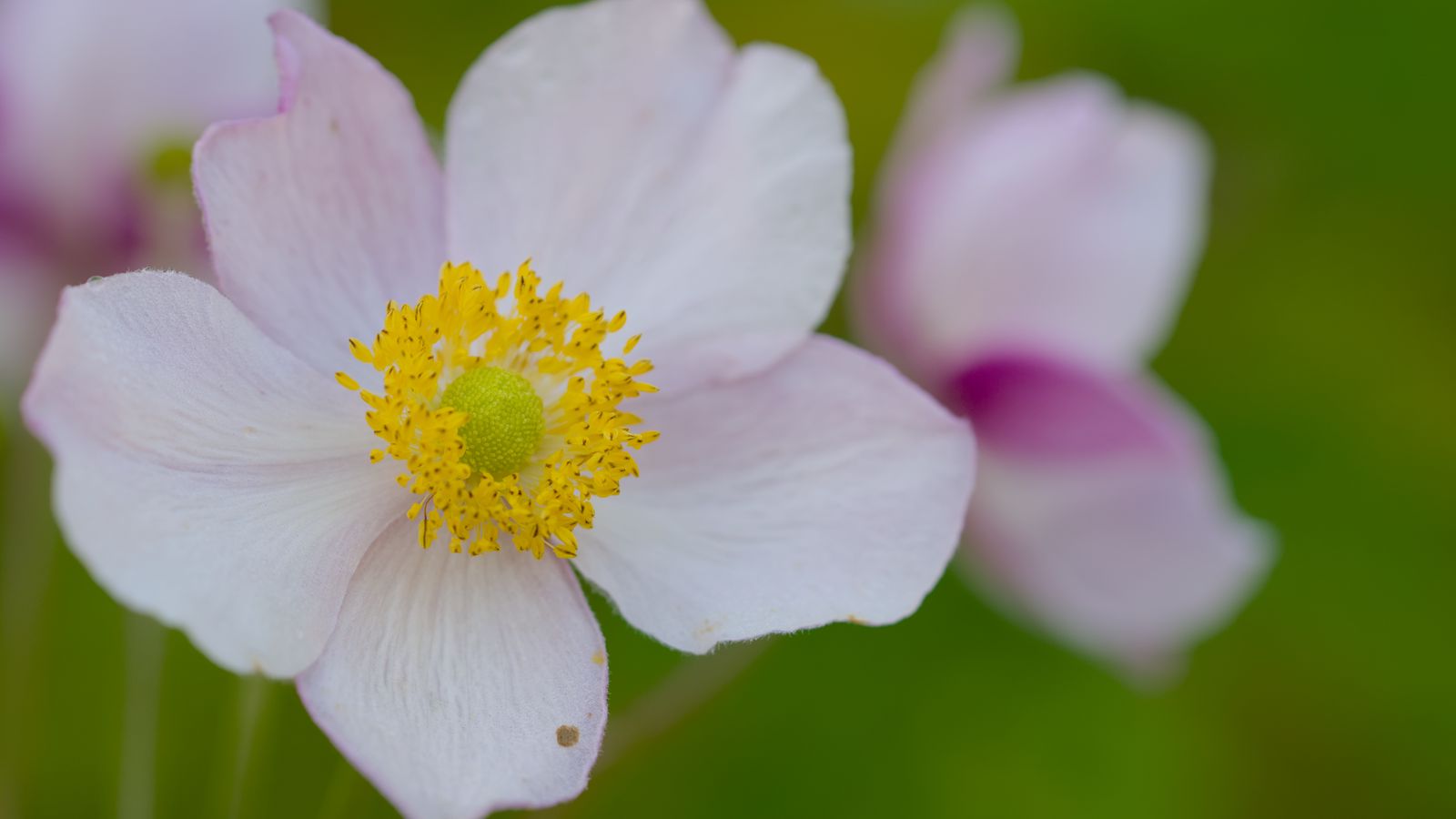 1600x900 Wallpaper anemone, petals, flower, macro, pollen, spring