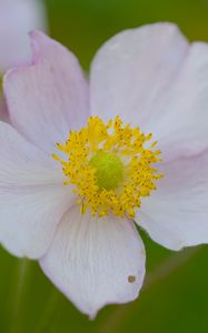 Preview wallpaper anemone, petals, flower, macro, pollen, spring