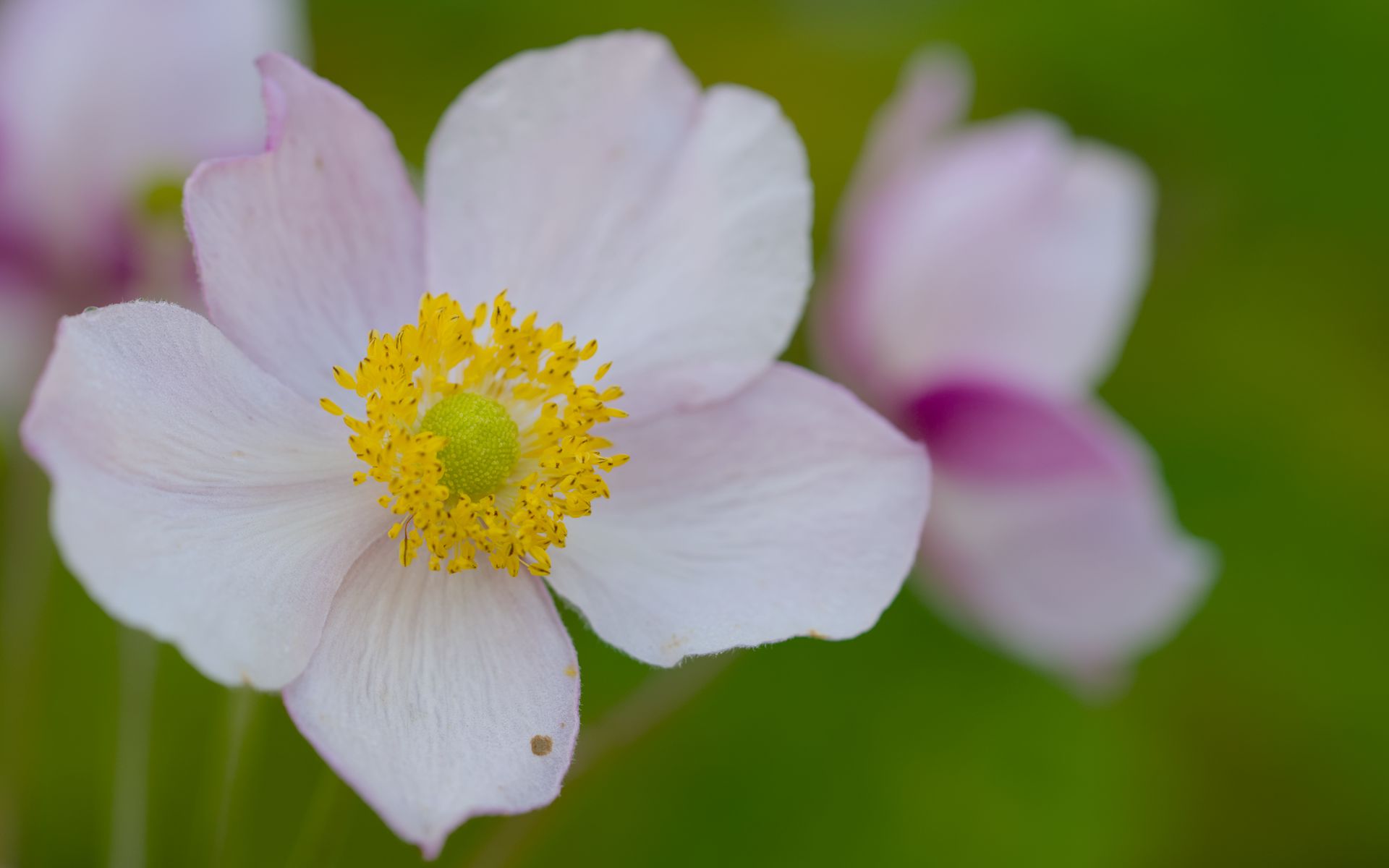 1920x1200 Wallpaper anemone, petals, flower, macro, pollen, spring