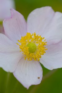 Preview wallpaper anemone, petals, flower, macro, pollen, spring