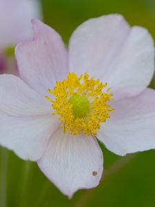 Preview wallpaper anemone, petals, flower, macro, pollen, spring