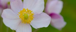 Preview wallpaper anemone, petals, flower, macro, pollen, spring