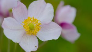Preview wallpaper anemone, petals, flower, macro, pollen, spring