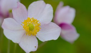 Preview wallpaper anemone, petals, flower, macro, pollen, spring