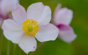 Preview wallpaper anemone, petals, flower, macro, pollen, spring