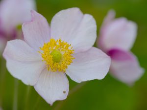 Preview wallpaper anemone, petals, flower, macro, pollen, spring