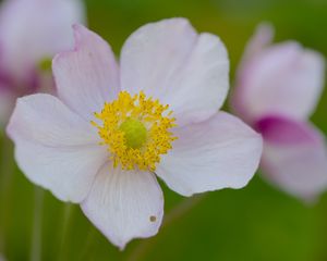 Preview wallpaper anemone, petals, flower, macro, pollen, spring