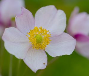 Preview wallpaper anemone, petals, flower, macro, pollen, spring