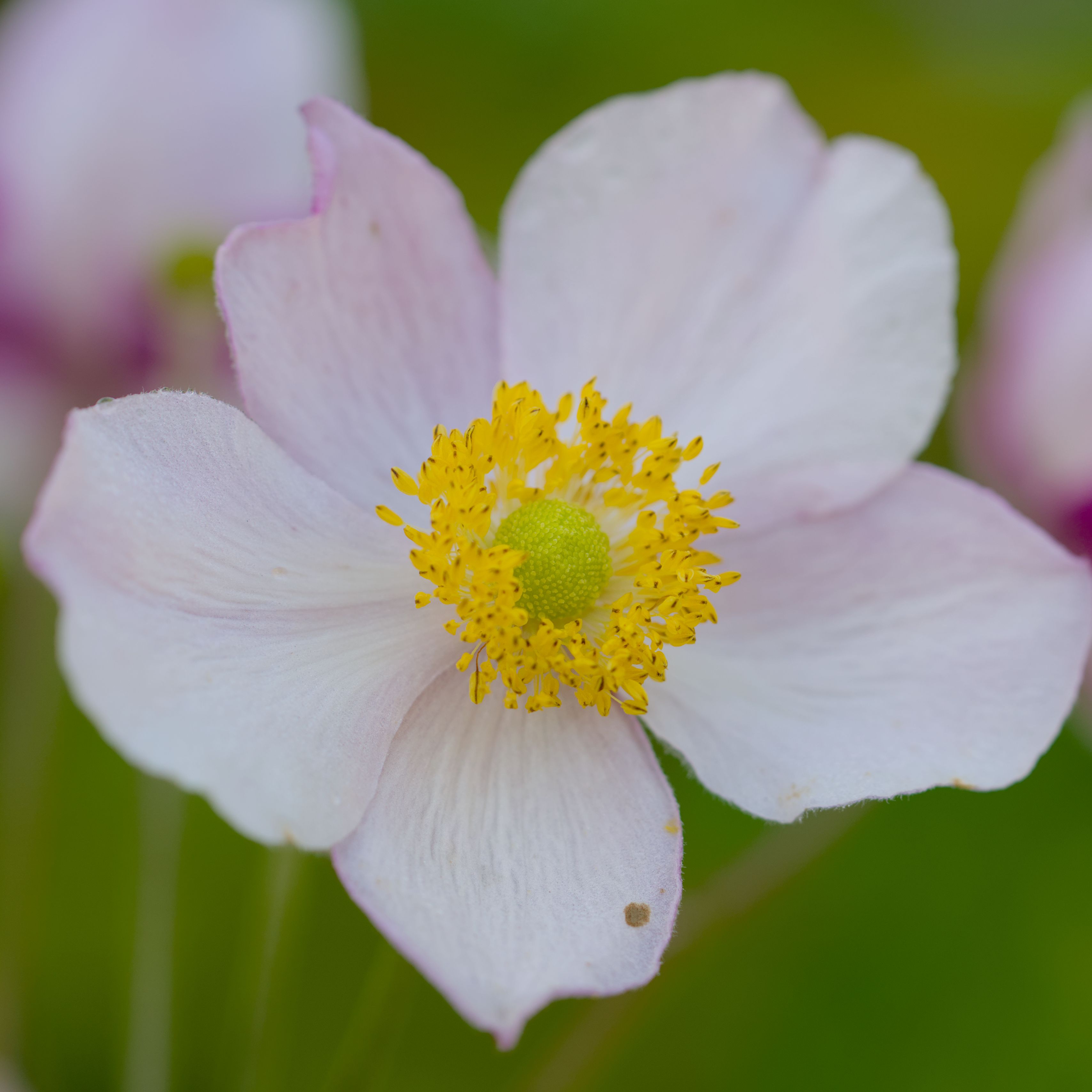 3415x3415 Wallpaper anemone, petals, flower, macro, pollen, spring