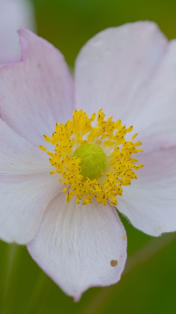 720x1280 Wallpaper anemone, petals, flower, macro, pollen, spring