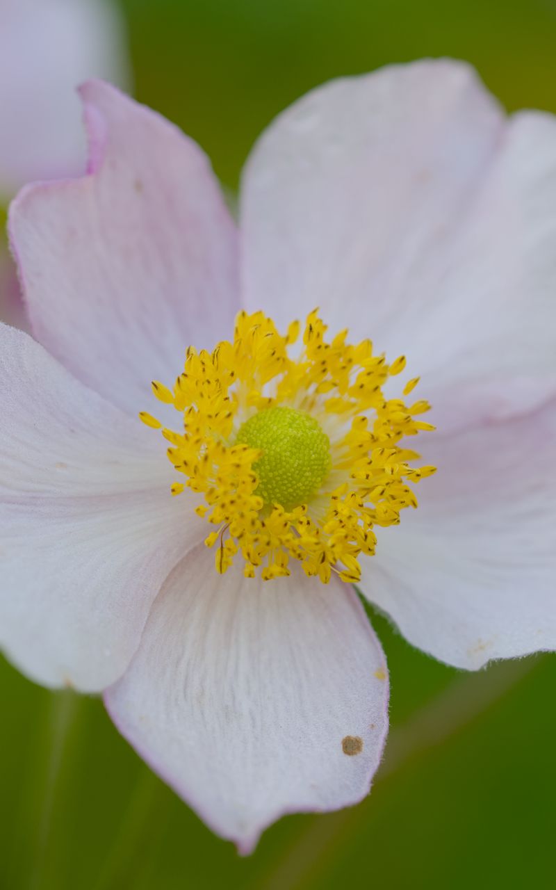 800x1280 Wallpaper anemone, petals, flower, macro, pollen, spring