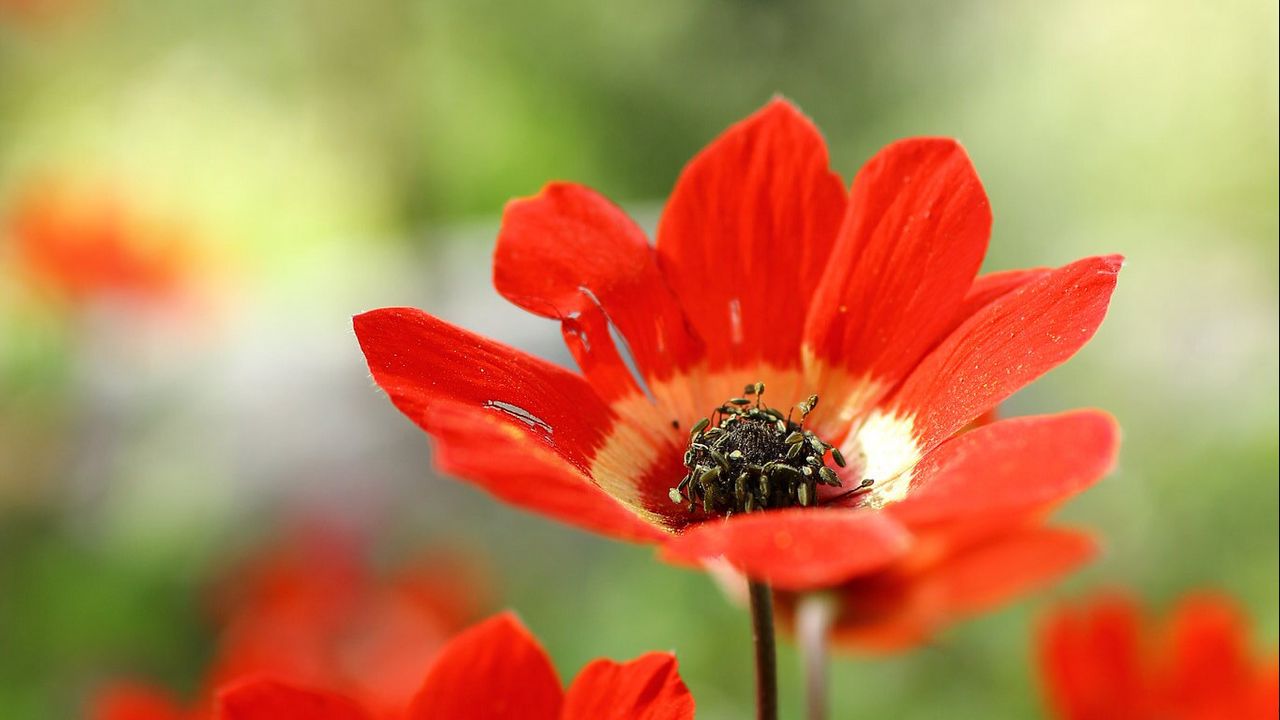 Wallpaper anemone, petals, flower, macro, red