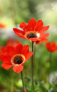 Preview wallpaper anemone, petals, flower, macro, red