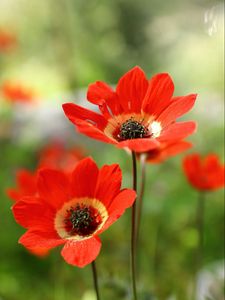 Preview wallpaper anemone, petals, flower, macro, red