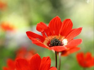 Preview wallpaper anemone, petals, flower, macro, red