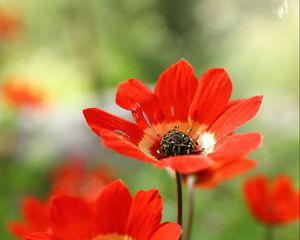 Preview wallpaper anemone, petals, flower, macro, red