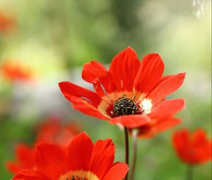 Preview wallpaper anemone, petals, flower, macro, red