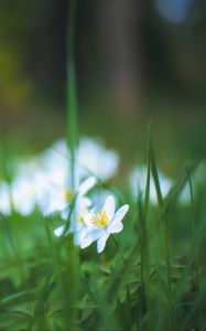 Preview wallpaper anemone, petals, flower, grass