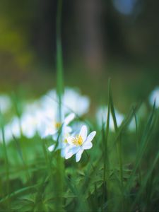 Preview wallpaper anemone, petals, flower, grass