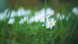 Preview wallpaper anemone, petals, flower, grass