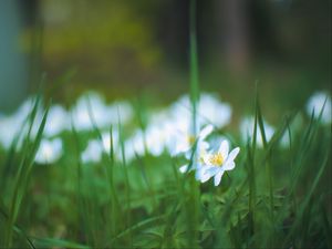 Preview wallpaper anemone, petals, flower, grass