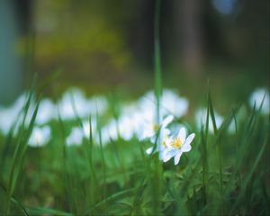 Preview wallpaper anemone, petals, flower, grass