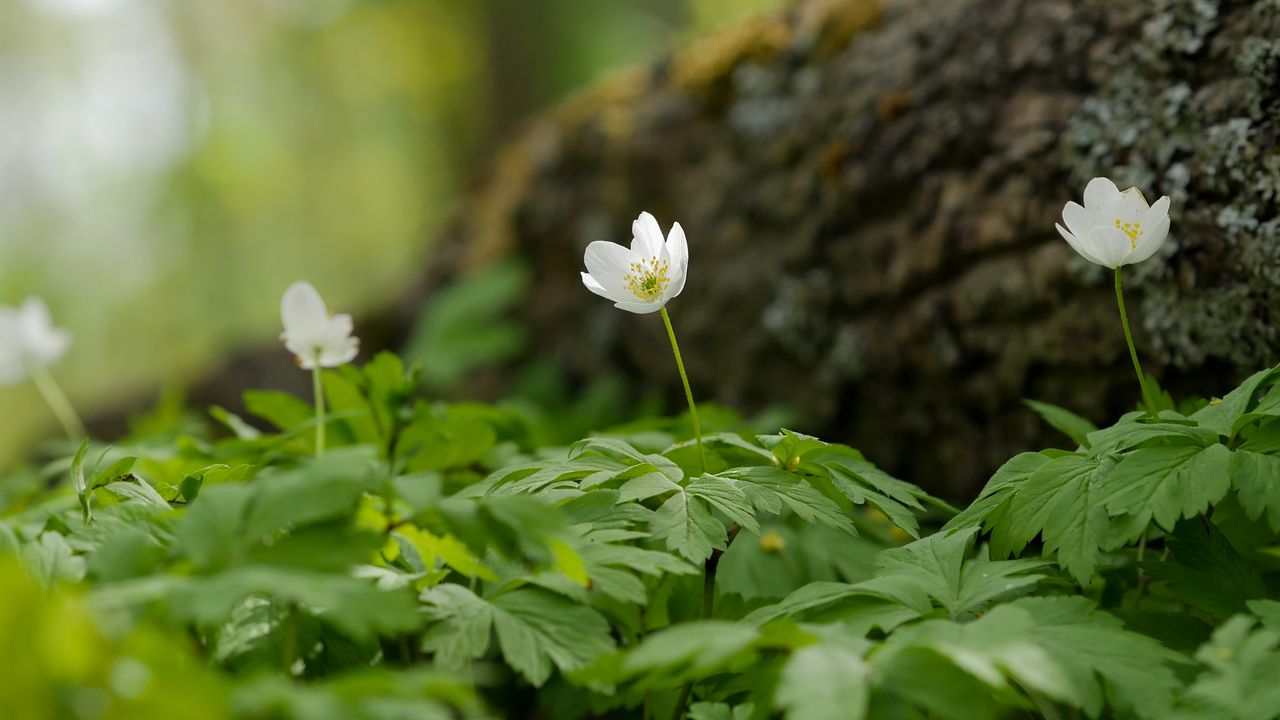 Wallpaper anemone, petals, flower, leaves