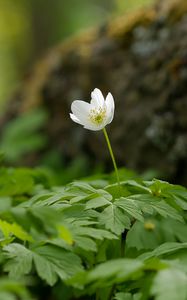 Preview wallpaper anemone, petals, flower, leaves