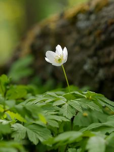 Preview wallpaper anemone, petals, flower, leaves