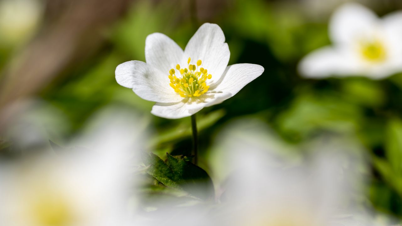 Wallpaper anemone, petals, flower, blur, macro