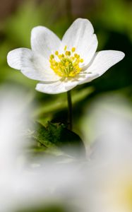 Preview wallpaper anemone, petals, flower, blur, macro