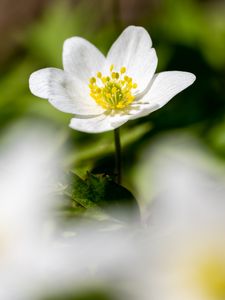 Preview wallpaper anemone, petals, flower, blur, macro