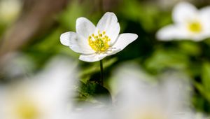 Preview wallpaper anemone, petals, flower, blur, macro