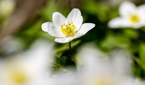 Preview wallpaper anemone, petals, flower, blur, macro