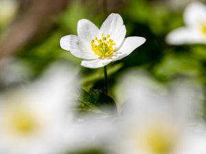 Preview wallpaper anemone, petals, flower, blur, macro