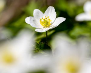 Preview wallpaper anemone, petals, flower, blur, macro