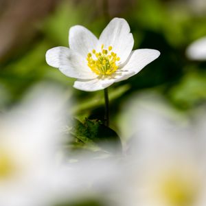 Preview wallpaper anemone, petals, flower, blur, macro