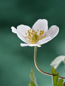 Preview wallpaper anemone, petals, flower, white, macro