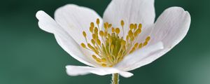Preview wallpaper anemone, petals, flower, white, macro