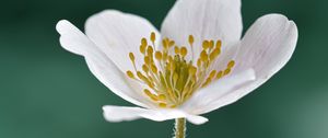 Preview wallpaper anemone, petals, flower, white, macro