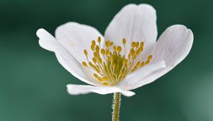 Preview wallpaper anemone, petals, flower, white, macro