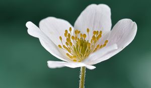 Preview wallpaper anemone, petals, flower, white, macro