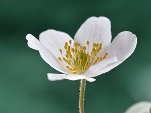 Preview wallpaper anemone, petals, flower, white, macro