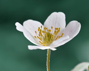 Preview wallpaper anemone, petals, flower, white, macro