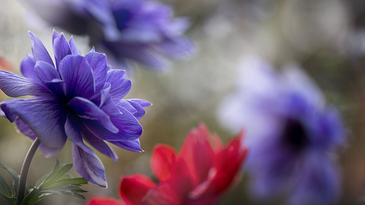 Wallpaper anemone, petals, flower, macro