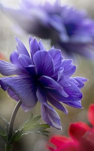 Preview wallpaper anemone, petals, flower, macro