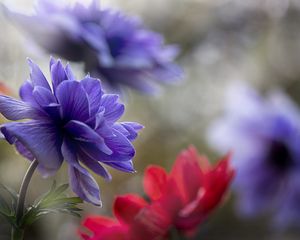 Preview wallpaper anemone, petals, flower, macro