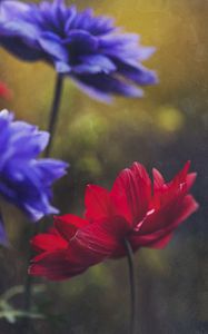 Preview wallpaper anemone, petals, flower, red, macro