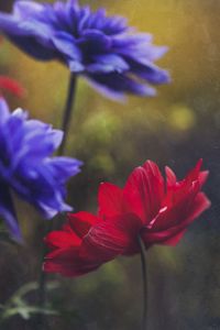 Preview wallpaper anemone, petals, flower, red, macro