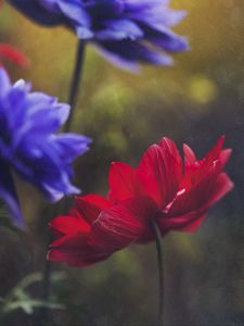 Preview wallpaper anemone, petals, flower, red, macro